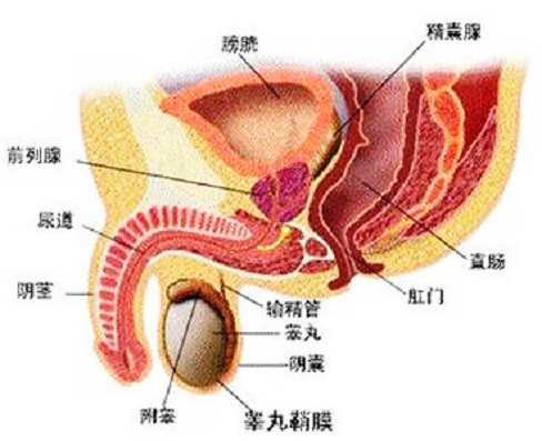 男人射精带血是怎么回事